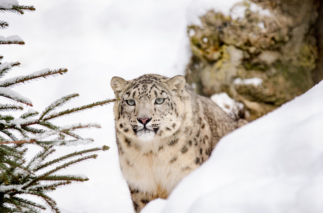 The Grey Eyed Leopard - snow leopard, animals, big cats, felines, cats,  leopards