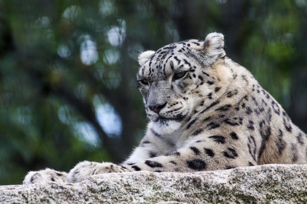 50 Snow Leopard Facts About The Ghost Of The Mountains