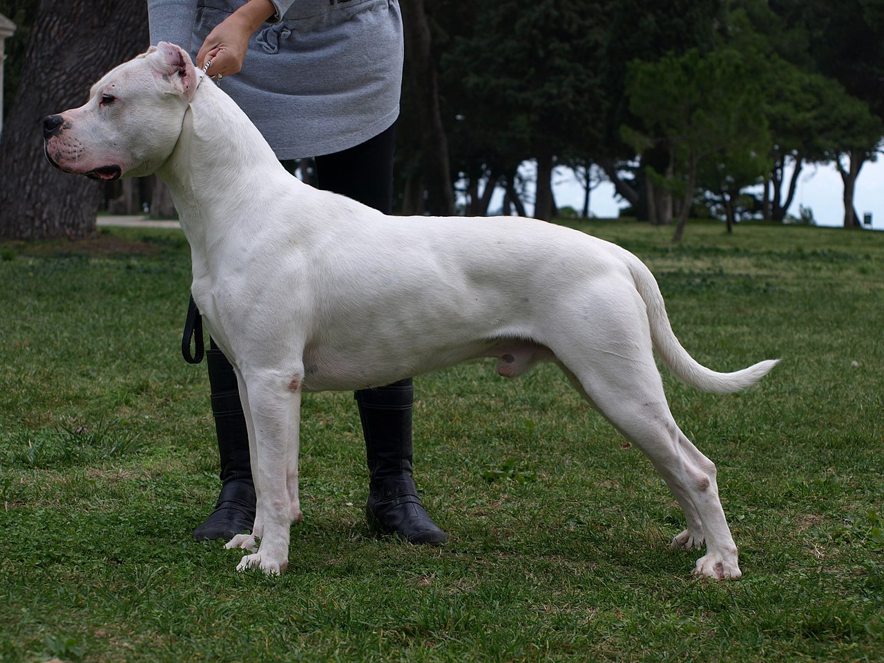 dogo argentino