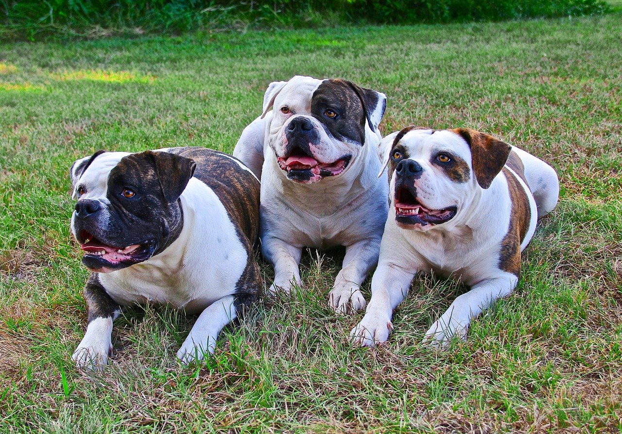 bulldog