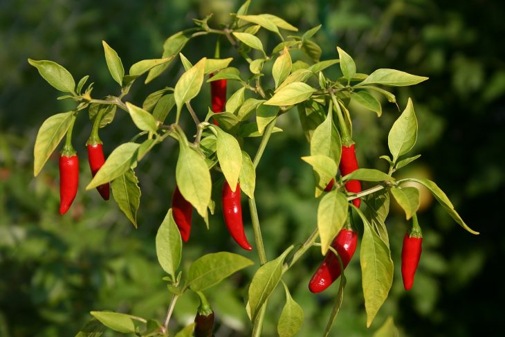 Birds Eye Chili, Bird’s Eye Chili