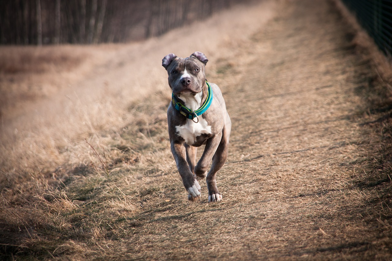 amstaff