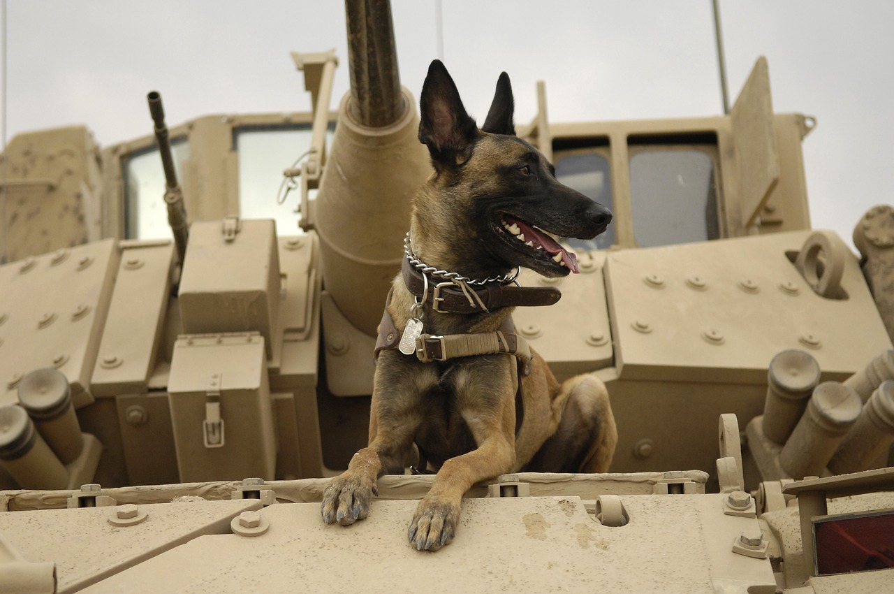 belgian malinois