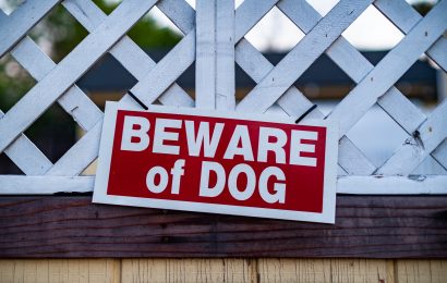 20 Best Guard Dogs For Your Familys Protection 