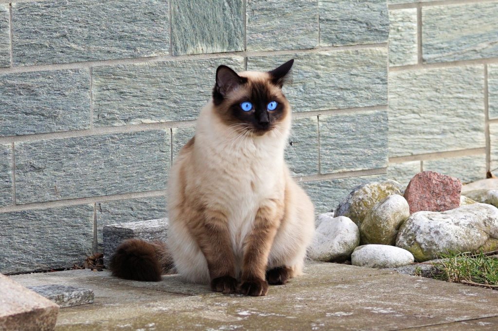 30 Adorable Siamese Cat Facts That Will Steal Your Heart 3843