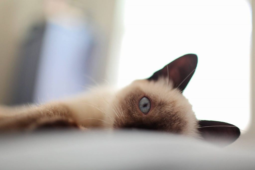 30 Adorable Siamese Cat Facts That Will Steal Your Heart 5567