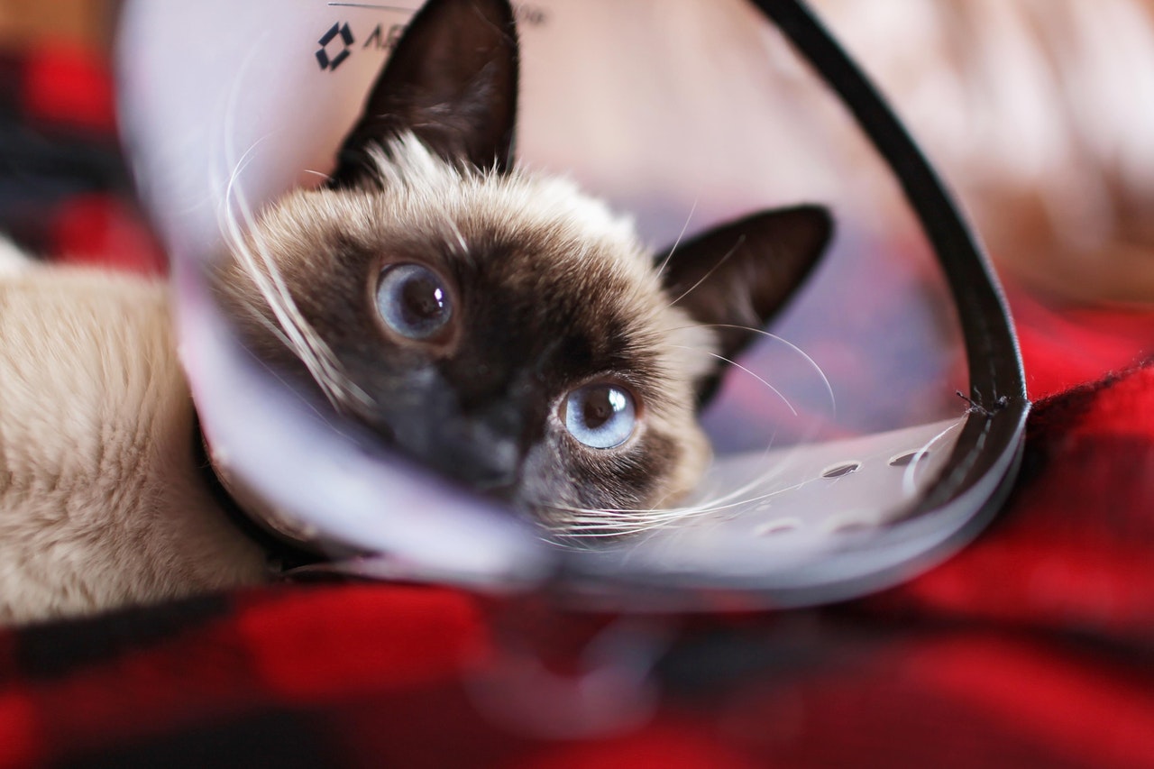 Facts About The Siamese Cat