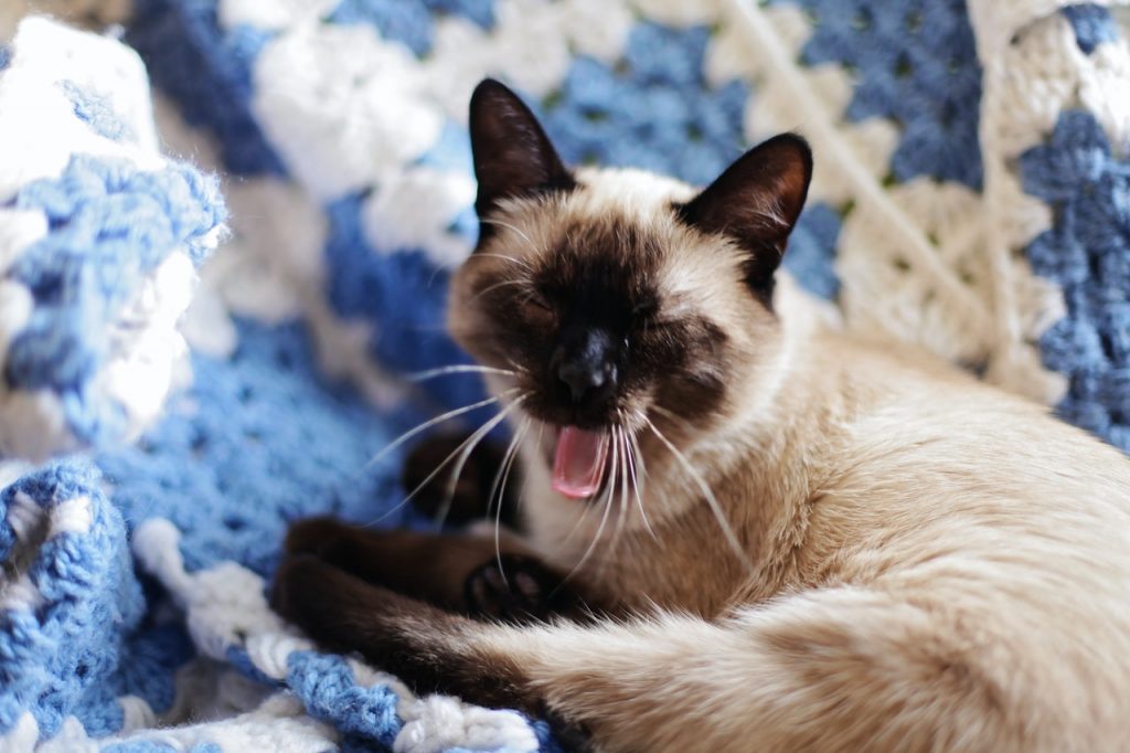 30 Adorable Siamese Cat Facts That Will Steal Your Heart 1139