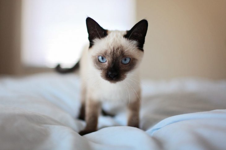 Facts About The Siamese Cat