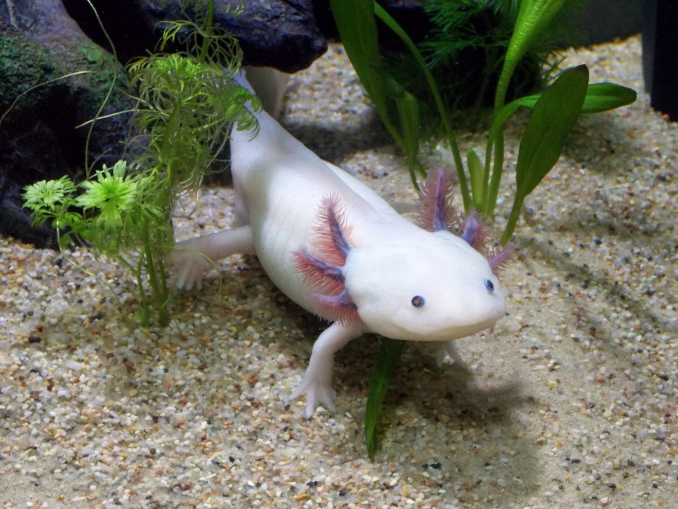 40 Axolotl Facts About These Adorable Amphibians Facts Net   Axolotl 1320x990 