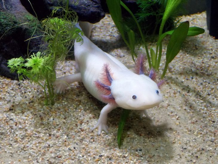 Axolotl, Axolotl Facts, Mexican Walking Fish, Ambystoma mexicanum