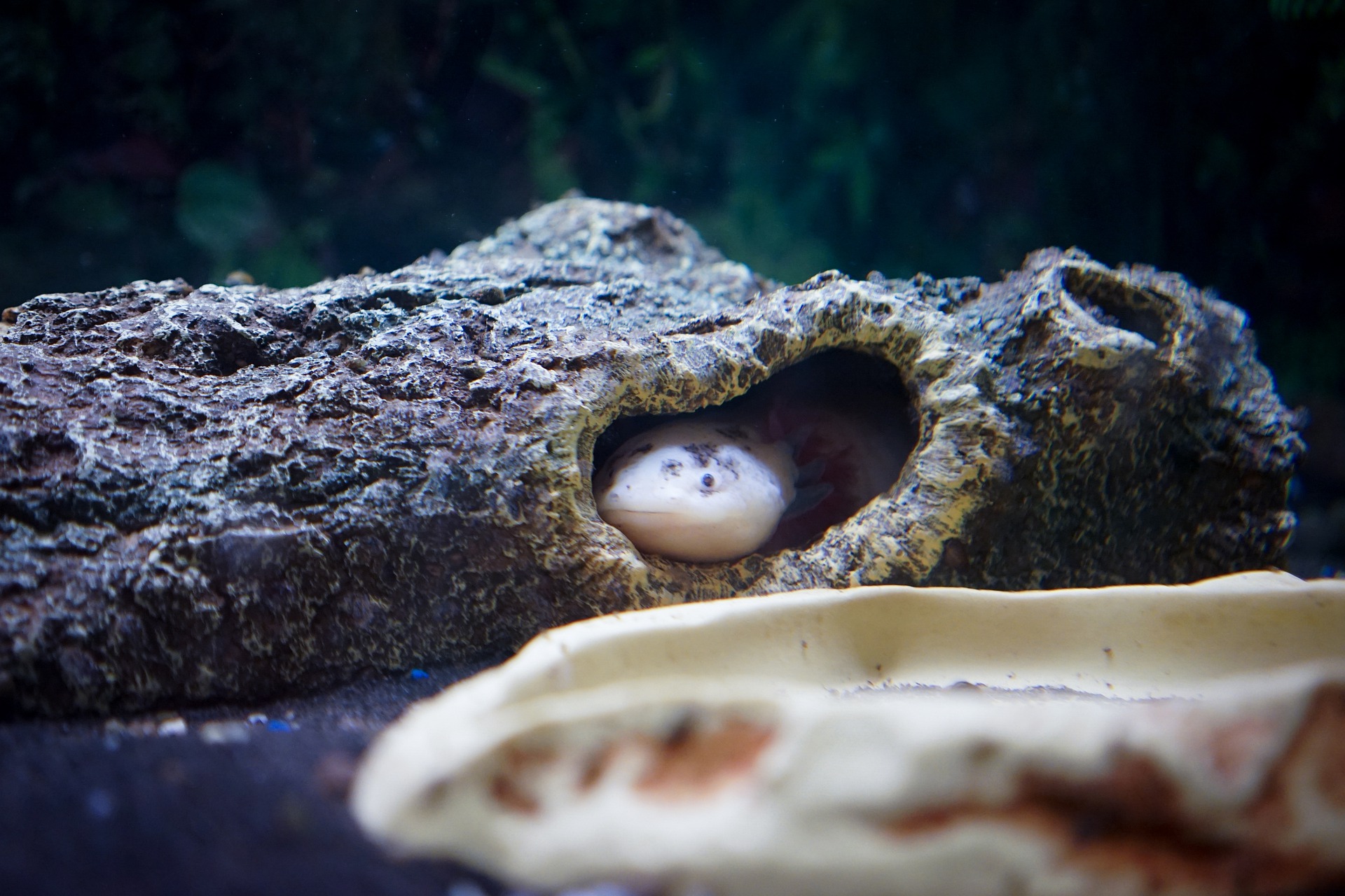 axolotl habitat