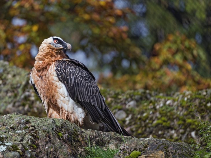 Bearded Vulture, Gypaetus barbatus, Lammergeier, Ossifrage, Bearded Vulture Facts