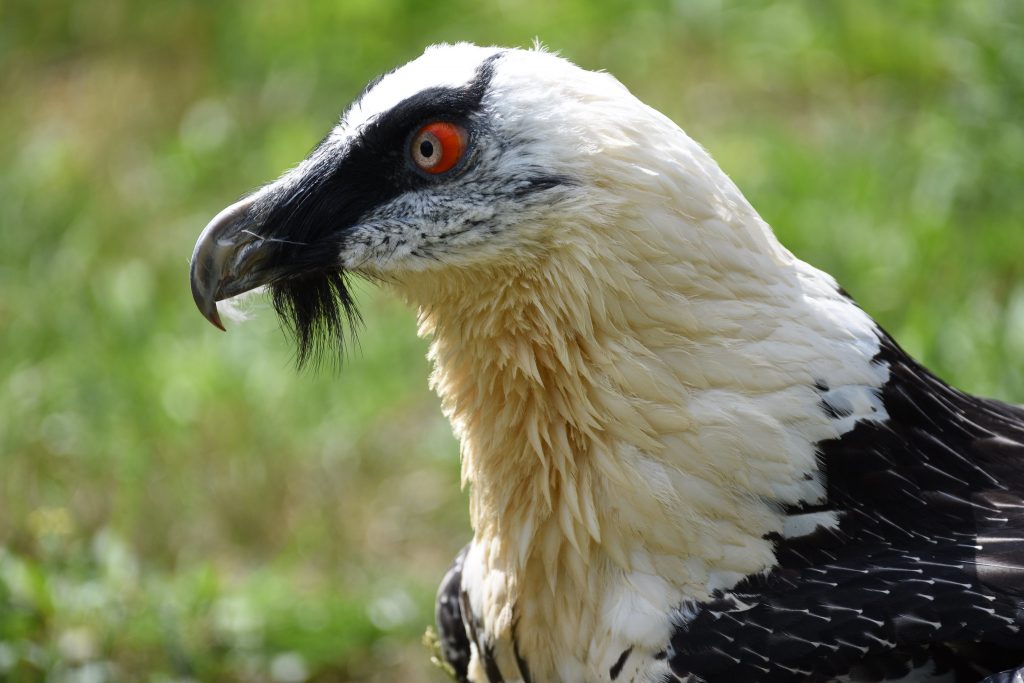 30 Bearded Vulture Facts: Bone-Eating Bird Of Prey - Facts.net