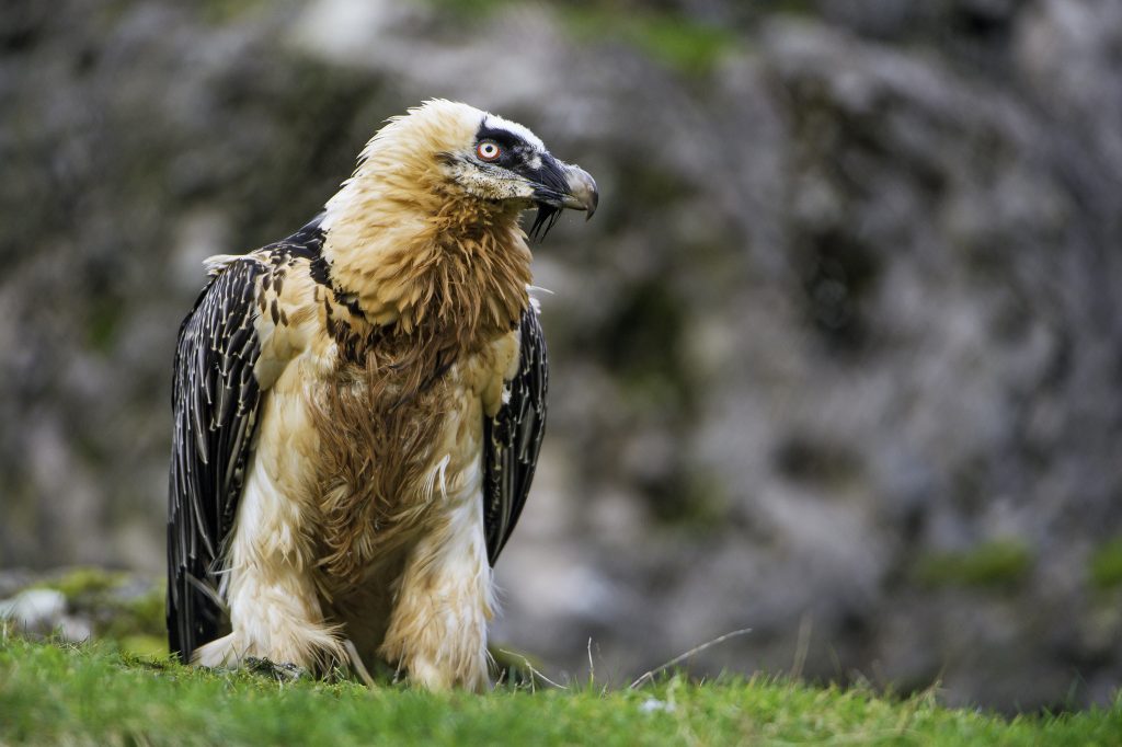 is a vulture a predator or prey