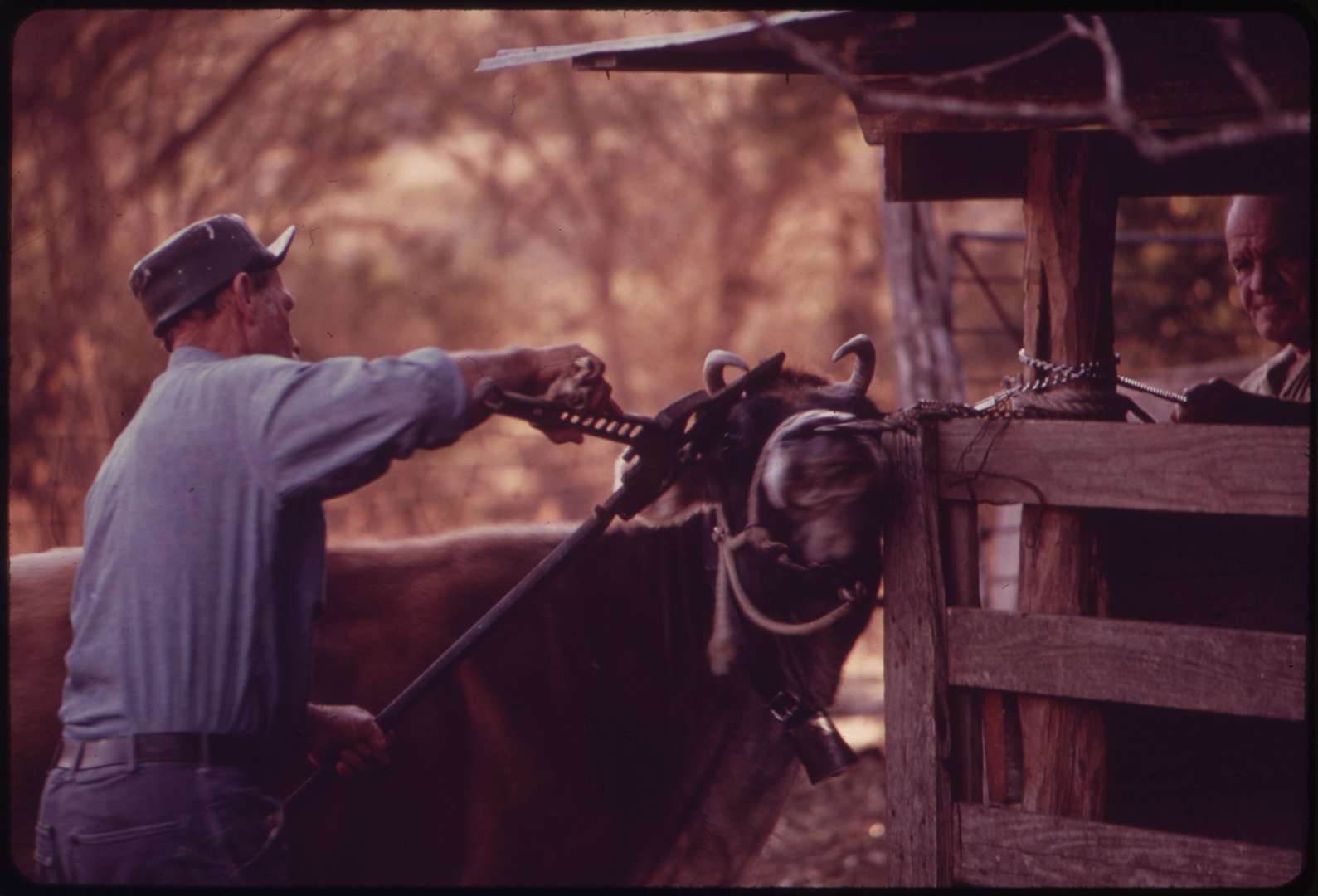 Pygmy Goat, Cow Getting Dehorned