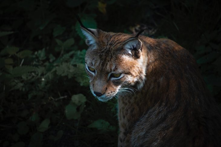 50 Bobcat Facts About These Oversized Cats - Facts.net