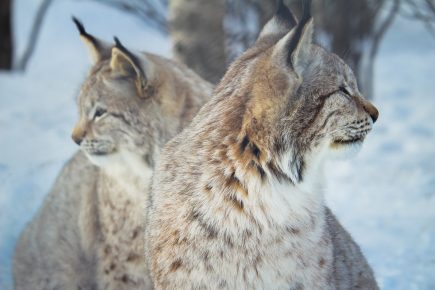 50 Bobcat Facts About These Oversized Cats - Facts.net