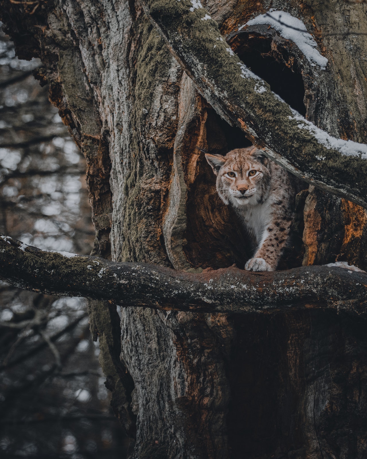 Facts About Bobcats
