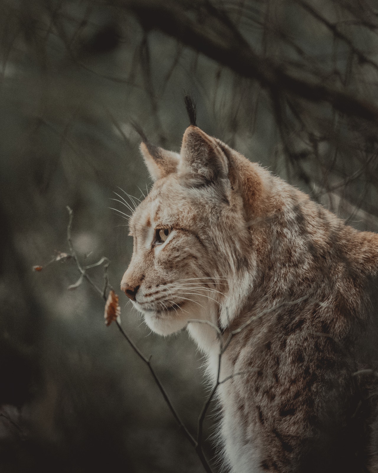 55 Fun Facts About Bobcats For Kids - The Fact Site