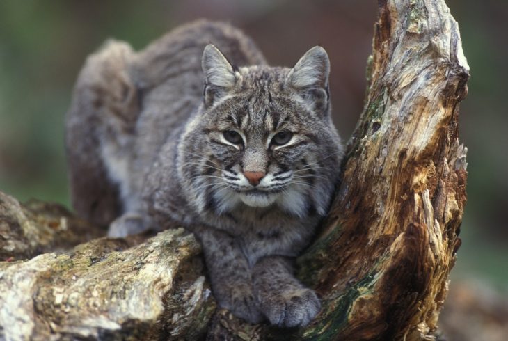 Facts About Bobcats