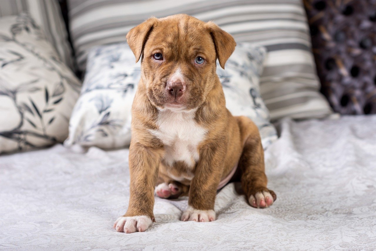 11 Fun Pit Bull Facts: They May Just Be the Dog For You – Central