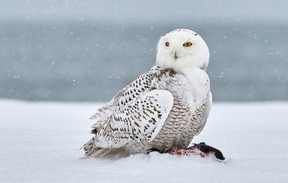 30 Snowy Owl Facts About The Most Intriguing Owl Species
