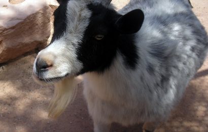 40 Interesting Pygmy Goat Facts About Your Next Exotic Pet