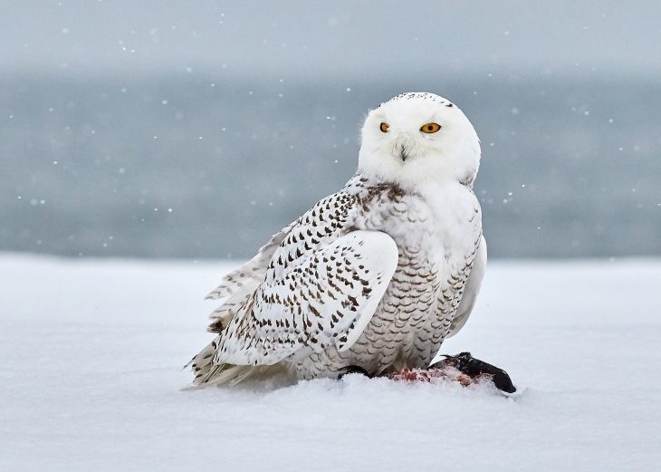 Snowy Owl Facts, Snowy Owl
