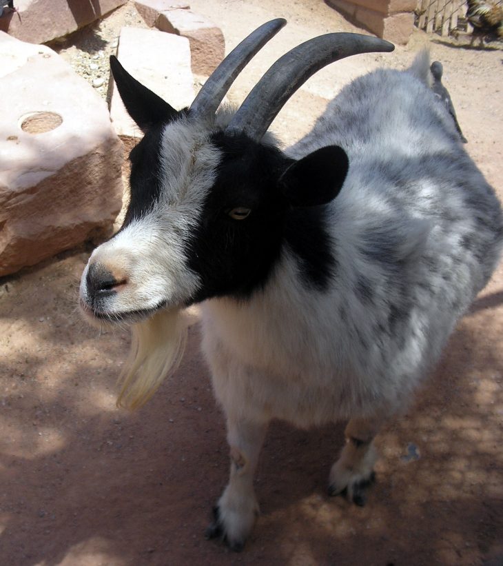Pygmy Goat, Pygmy Goat at Las Vegas Zoo