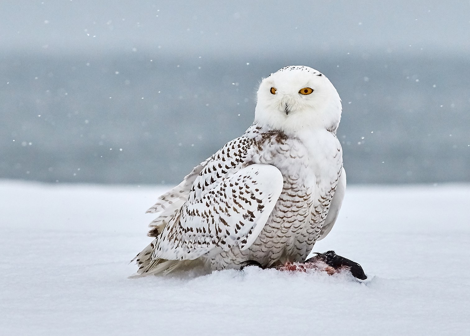 30 Snowy Owl Facts About The Most Intriguing Owl Species