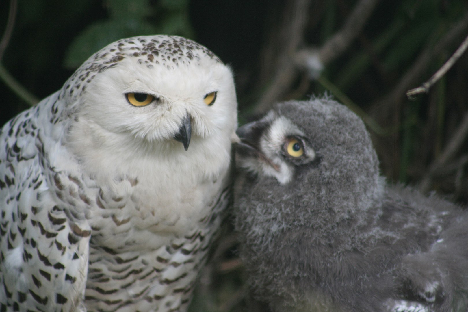 30 Snowy Owl Facts About The Most Intriguing Owl Species