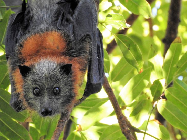 Fruit Bat, Megabat, Flying Fox, Pteropodidae