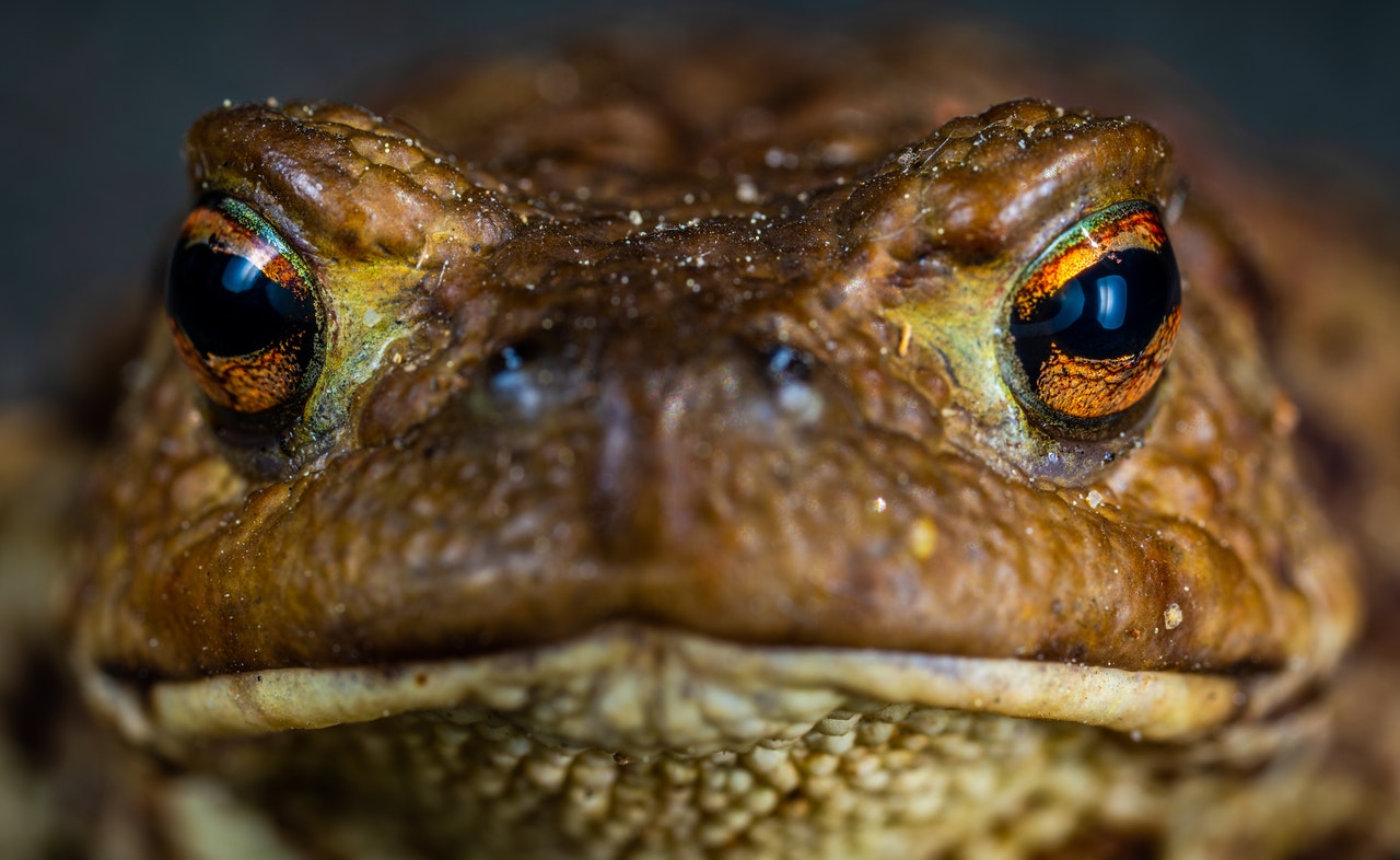 Frog Facts