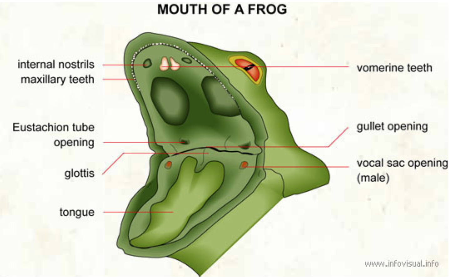does a frog have a backbone
