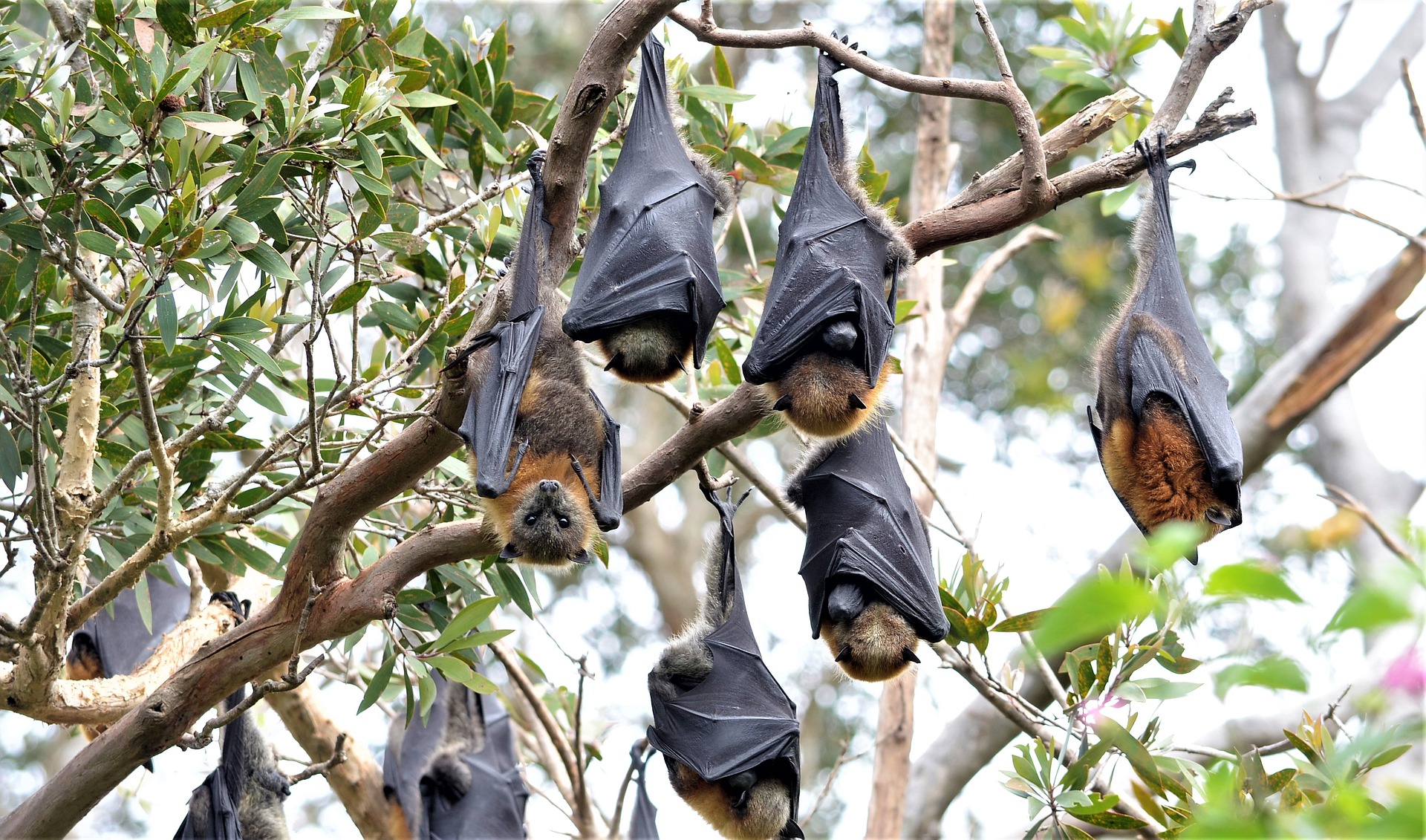 Bat Roosting Habitat At Timothy Mitchell Blog