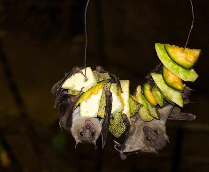30 Fruit Bat Facts About the Majestic Megabat