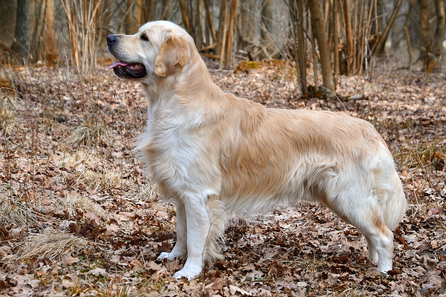 Pitbull Facts, Golden Retriever