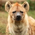 Hyena Facts, Laughing Hyena, Spotted Hyena