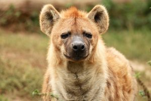 hyena habitat facts