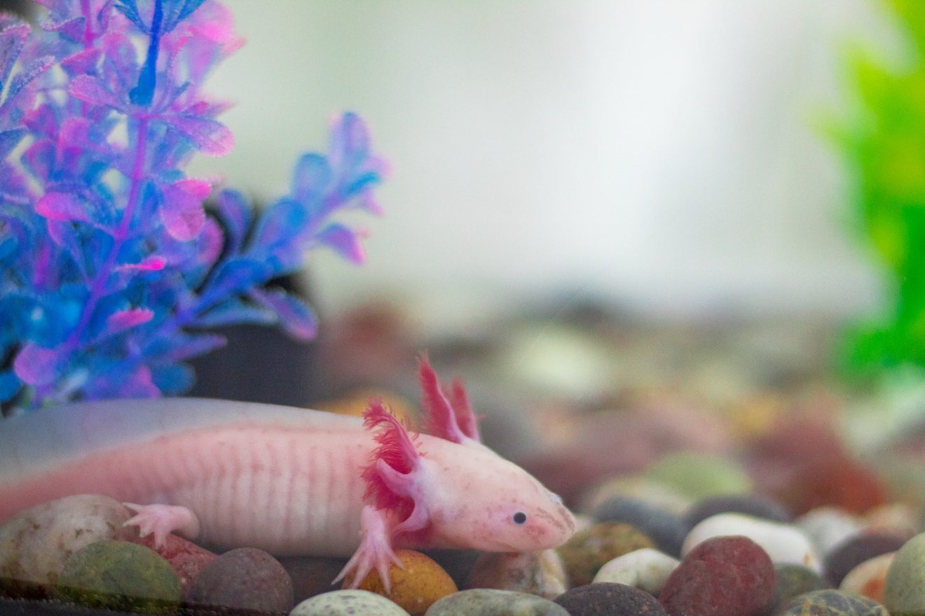 40 Axolotl Facts About These Adorable Amphibians Facts
