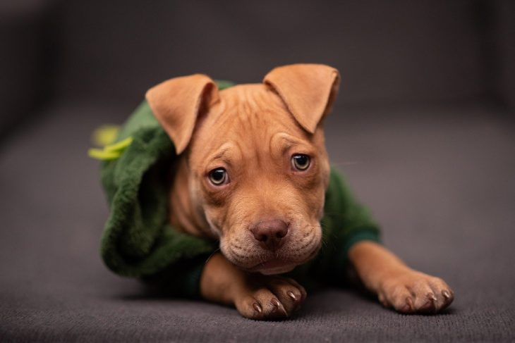 40 Interesting Pitbull Facts That You Never Knew About