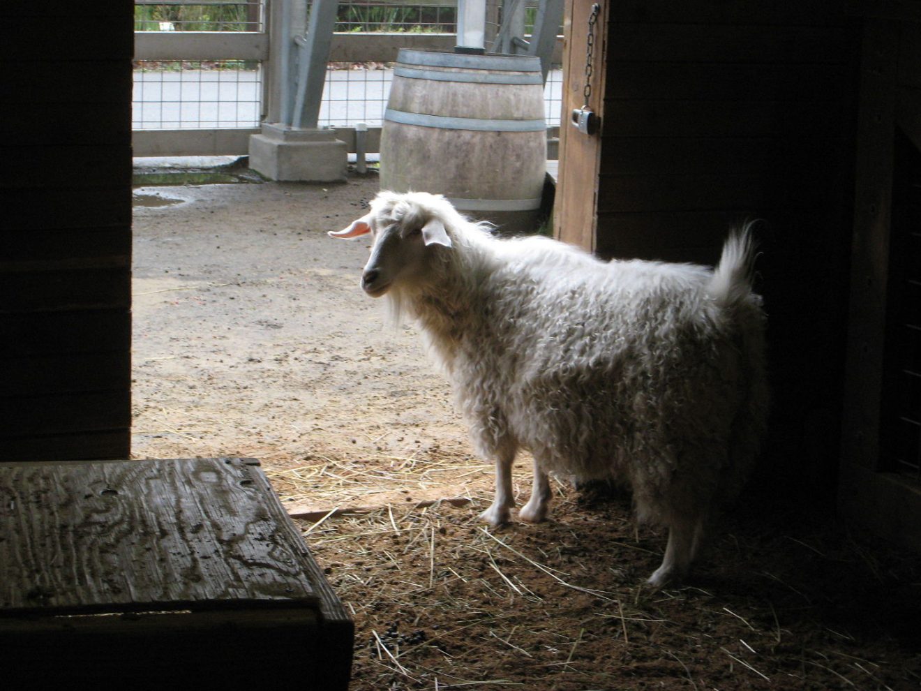 40 Interesting Pygmy Goat Facts About Your Next Exotic Pet