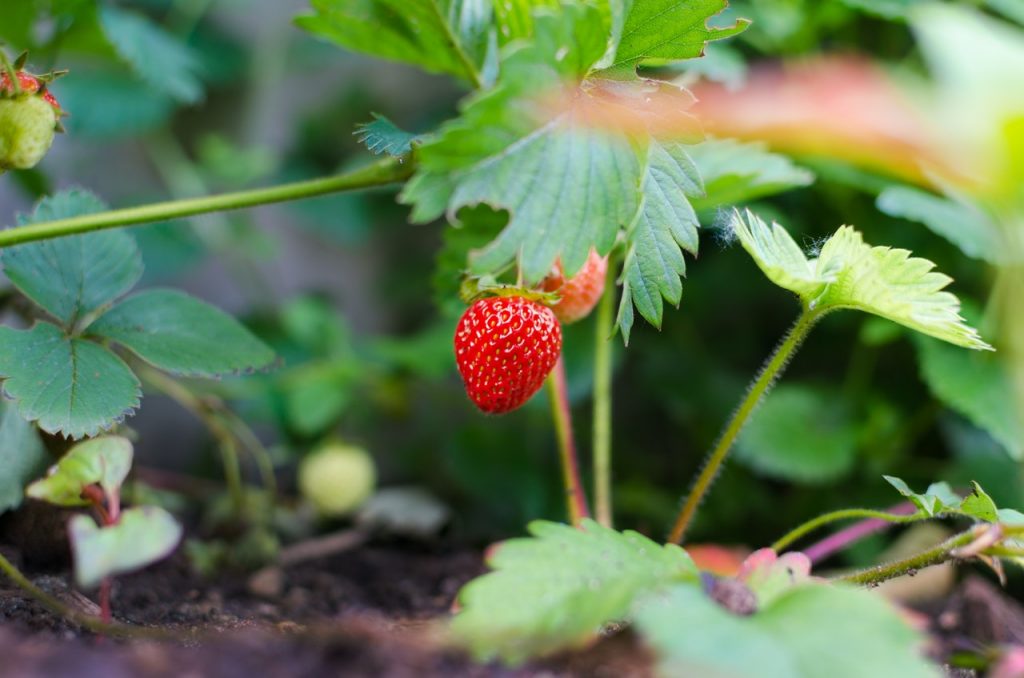 50 Berry Strawberry Facts That Will Amaze You - Facts.net