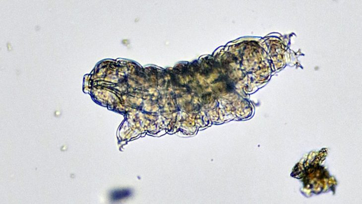 Tardigrade Facts, Water Bear Facts, Water Bears, Moss Piglet, Tardigrada