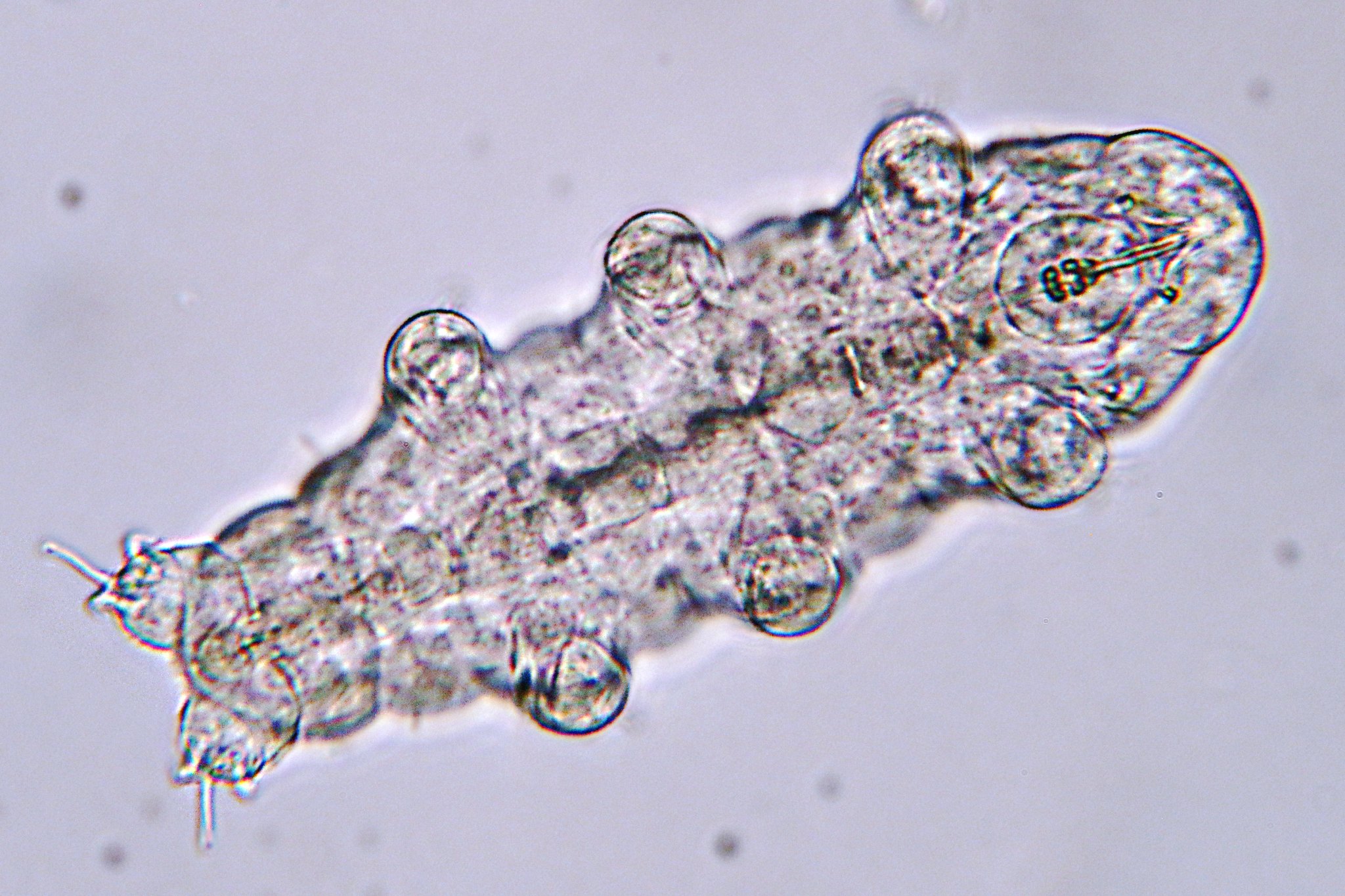 40 Tardigrade Facts About The World s Toughest Animal Facts 40 Tardigrade Facts About The World s Toughest Animal Facts