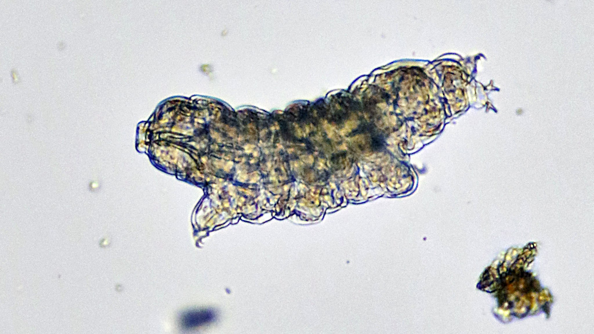 40 Tardigrade Facts About the World's Toughest Animal 