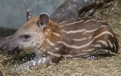 50 Tapir Facts The Gardeners Of The Forest 