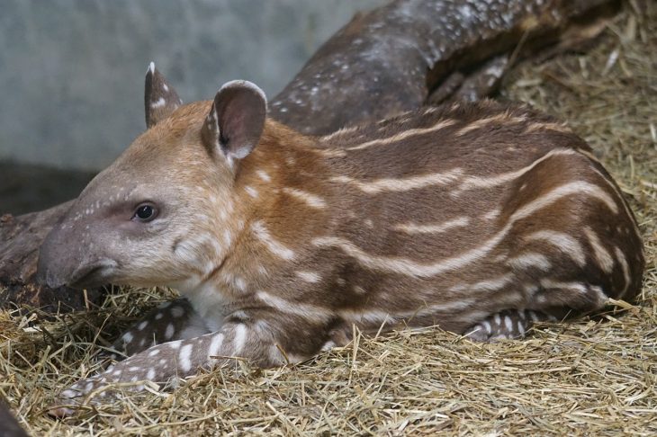 tapir facts