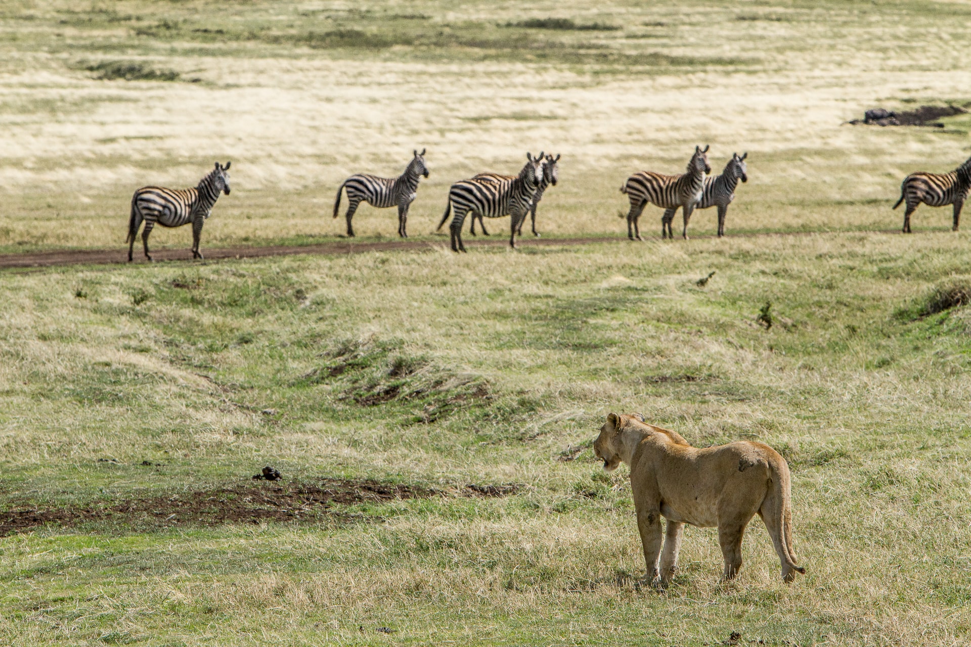 39 Amazing Facts About Zebras - The Fact Site